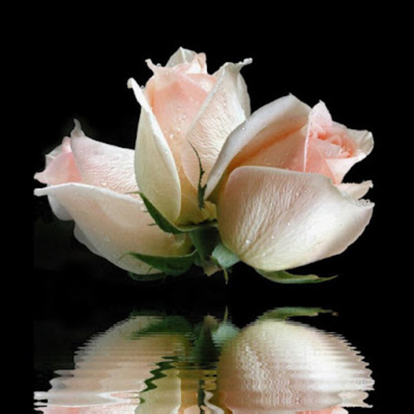 Meet your Posher, Lady - Picture 1 of 1